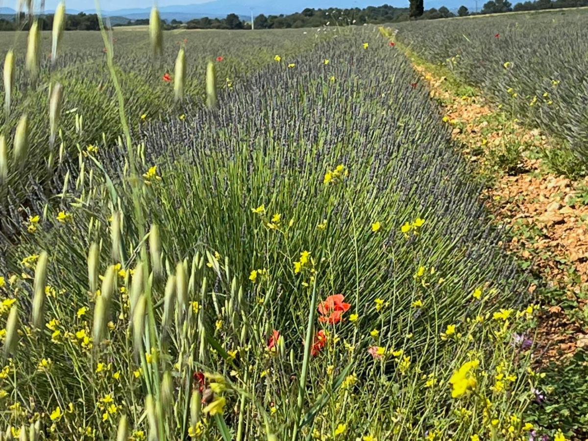 Gite Harmonie Gréoux-les-Bains Eksteriør billede